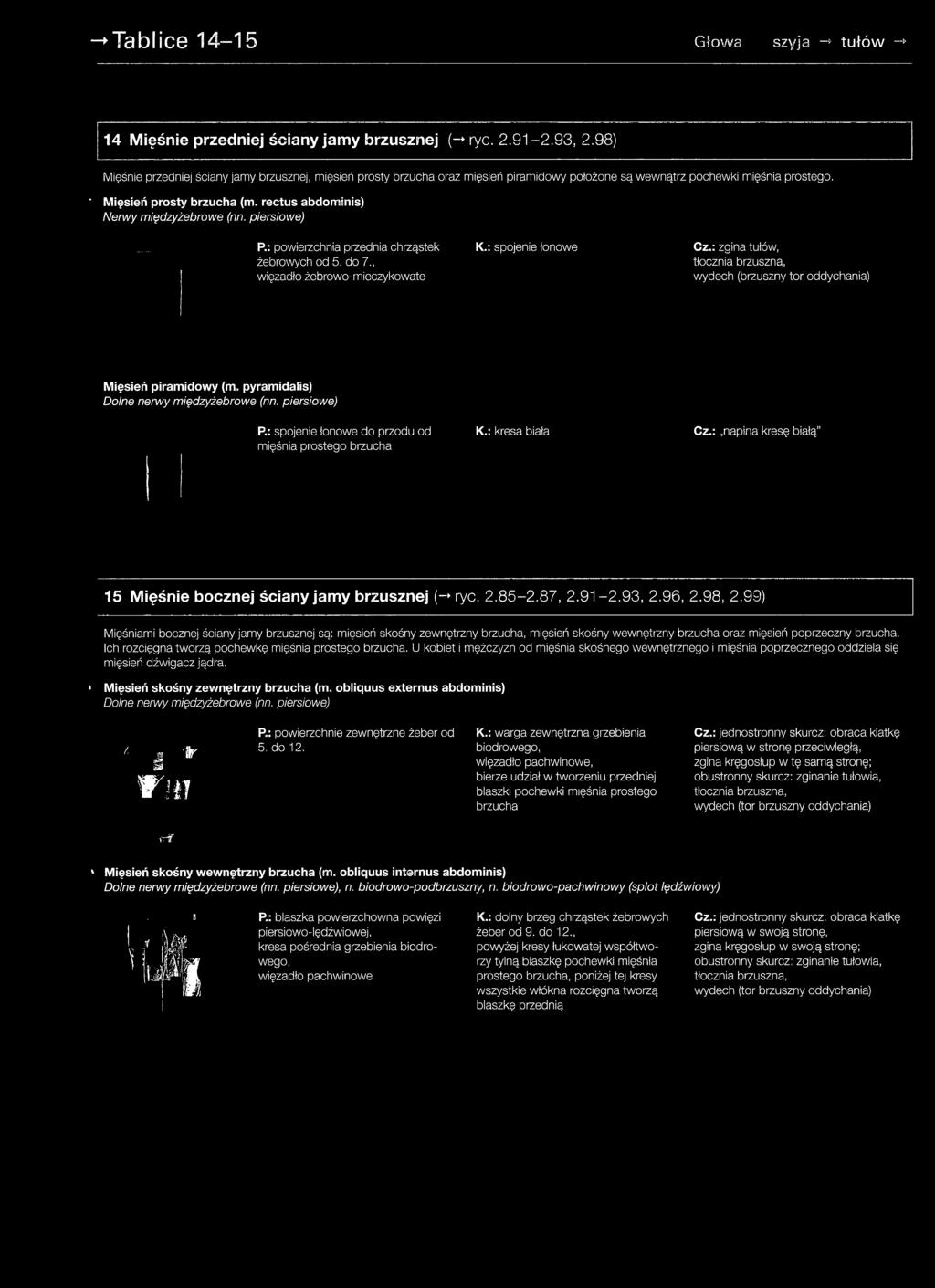 rectus abdominis) Nerwy międzyżebrowe (nn. piersiowe) P.: powierzchnia przednia chrząstek żebrowych od 5. do 7., więzadło żebrowo-mieczykowate K.: spojenie łonowe Cz.