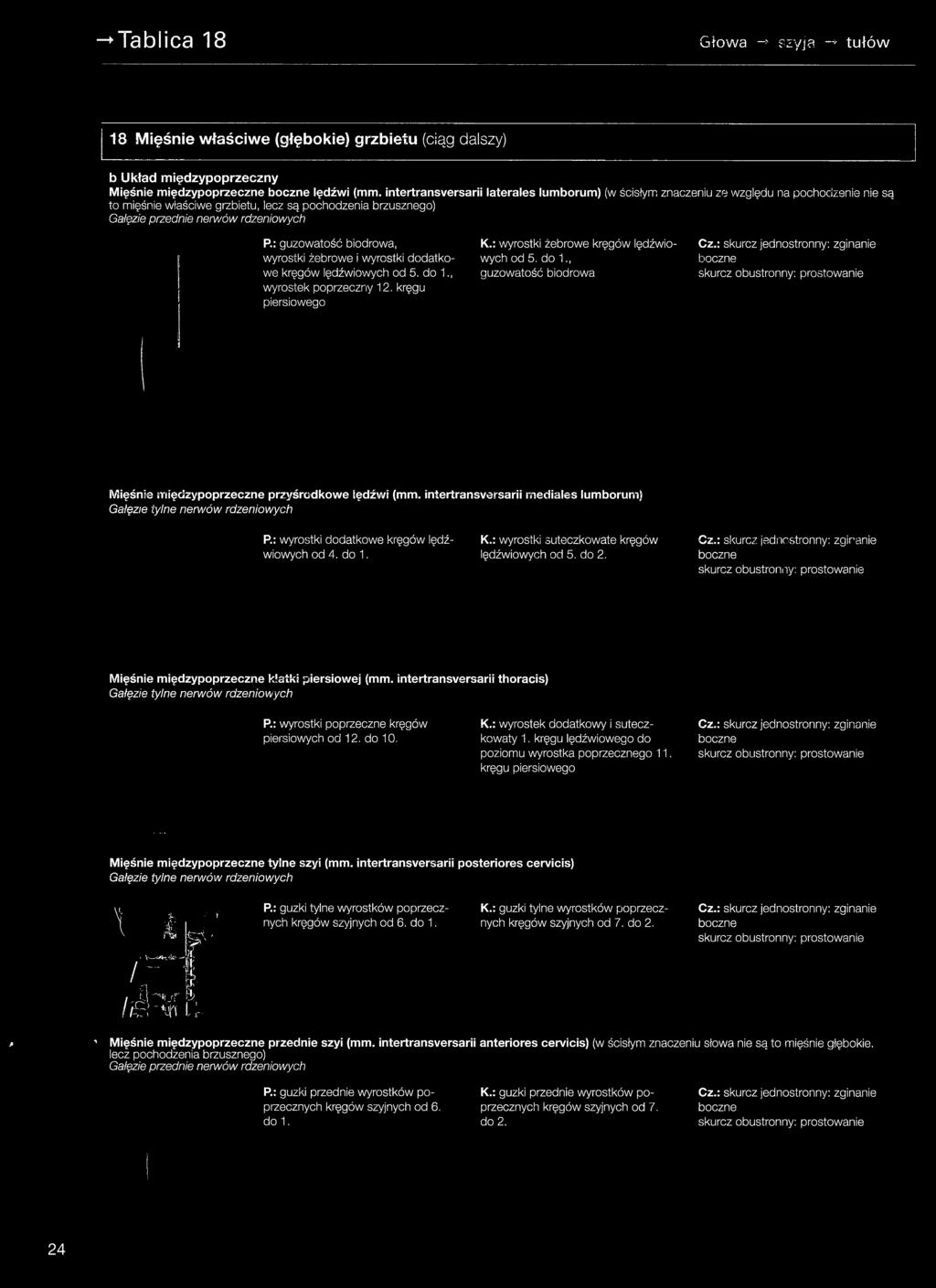 : wyrostki dodatkowe kręgów lędź- K.: wyrostki suteczkowate kręgów wiowych od 4. do 1. lędźwiowych od 5. do 2. Cz.