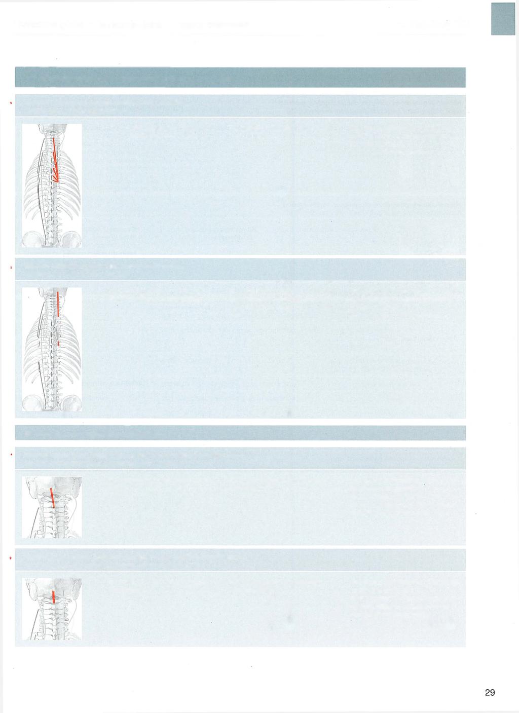 Kończyna górna - > kończyna dolna -» nerwy czaszkowe -* Tablica 18 18 Mięśnie właściwe (głębokie) grzbietu (ciąg dalszy) Mięsień półkolcowy szyi (m.