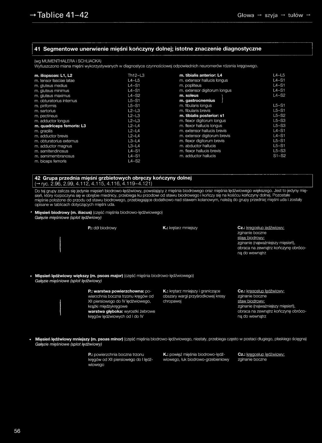 quadriceps femoris: L3 L2-L4 m. flexor hallucis longus L5-S3 m. gracilis L2-L4 m. extensor hallucis brevis L4-S1 m. adductor brevis L2-L4 m. extensor digitorum brevis L4-S1 m.