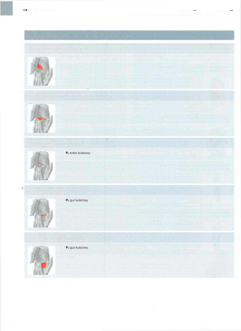 Tablica 44 Głowa szyja -» tu łó w 44 Grupa mięśni brzusznych obręczy kończyny dolnej (- ryc. 4.115, 4.123, 4.126-4.128) * Mięsień gruszkowaty (m.