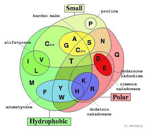 Właściwości aminokwasów Klasyfikacja aminokwasów