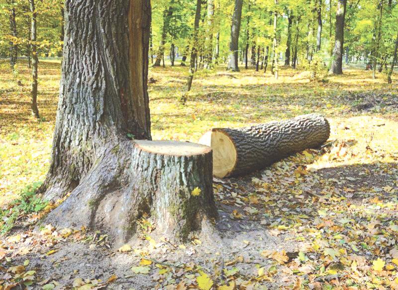 Nowe zasady przy usuwaniu drzew lub krzewów Jedną z najistotniejszych zmian jest zniesienie wymogu uzyskiwania zezwolenia na wycinkę drzew lub krzewów, które rosną na nieruchomościach stanowiących