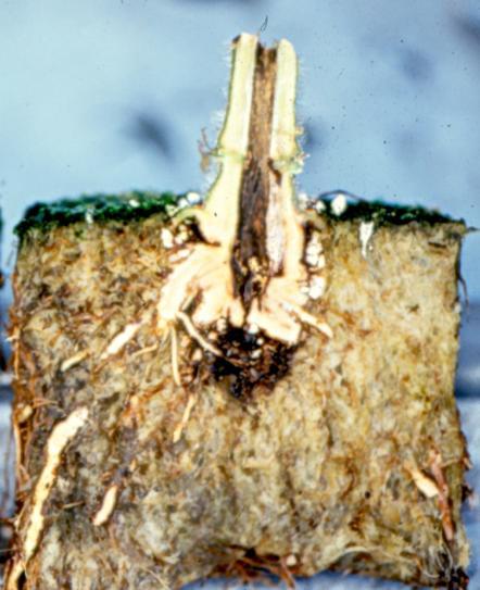 parasitica jest typowym patogenem glebowym, trwale zakażającym podłoże nawet do głębokości 70 cm, lecz pierwotnym źródłem infekcji może być również woda do podlewania pobierana z otwartych ujęć, a