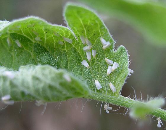 Mączlik szklarniowy Morfologia i biologia. Owad dorosły osiąga od 1 do 1,5 mm długości.