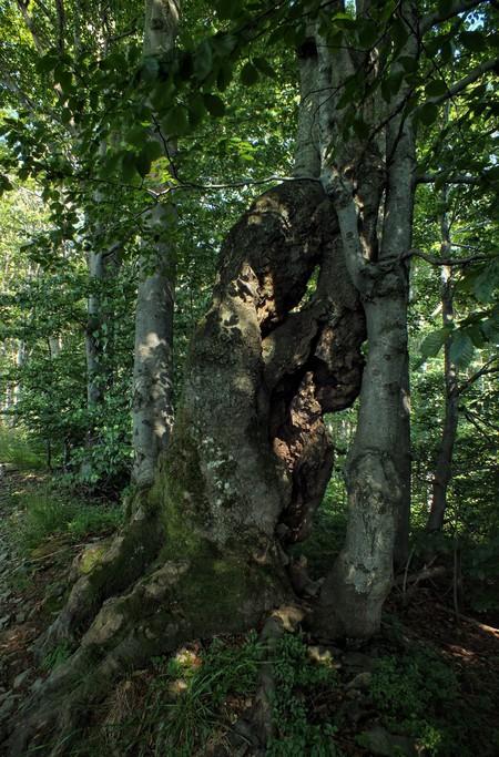 Zdjęcie po prawej na dole: widok widok na dolinę Międzybrodzką, oraz górę Żar, Po około 25 minutach od startu z Kościelca ścieżka doprowadzi nas na śródleśną polankę z