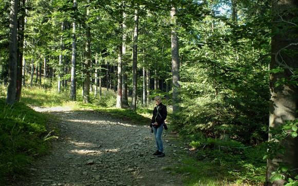 zdjęcia od lewej: Jaworzyna 864m , szczyt jest w pełni zalesiony / stare drzewa liściaste o fantazyjnych kształtach pni są częstym widokiem na tym malowniczym szlaku / tuż