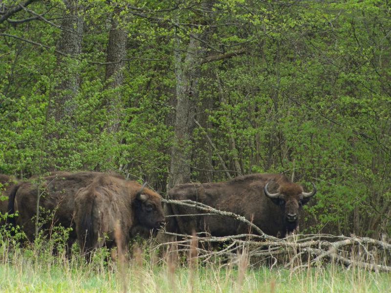 Stado żubrów (źródło: flickr) Nieciekawy los tych pięknych zwierząt sprawił, że temat ratowania żubrów poruszony został przez stronę polską podczas Międzynarodowego Kongresu Ochrony Przyrody, który