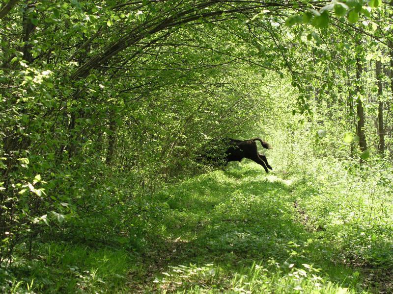 Występowanie żubra stwierdzone zostało na pięciu obszarach Natura 2000, są to: Bieszczady PLC18001 (każdy obszar Natura 2000 posiada swój unikatowy kod), Mirosławiec PLH320045, Puszcza Białowieska