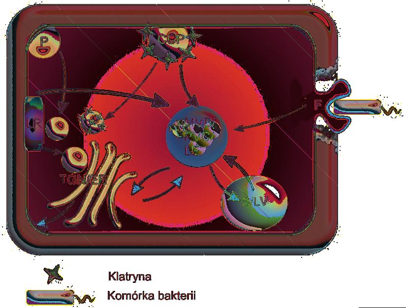 mi z klasy VIII [8]. Istotne jest także zachowanie integralności ścian komórkowych, czego dowodem jest nieukierunkowana endocytoza na całej powierzchni protoplastów [9].