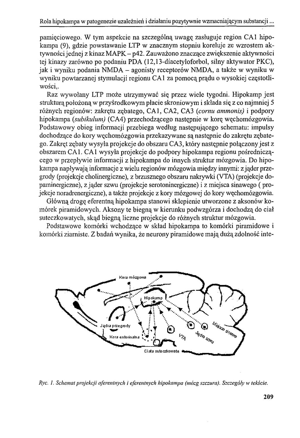 Rola hipokampa w patogenezie uzależnień i działaniu pozytywnie wzmacniającym substancji... pamięciowego.