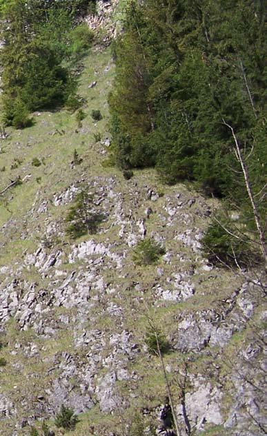 utrwalonych piarżyskach u podnóża skał wapiennych, a także na półkach i ścianach skalnych.