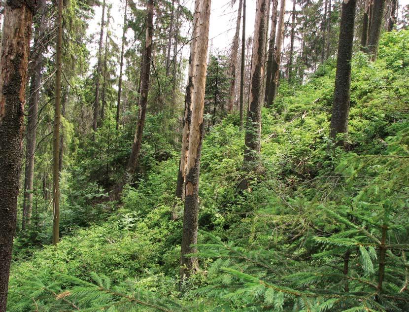 Natura 2000 w Karpatach MAŁE PIENINY 18 Bór