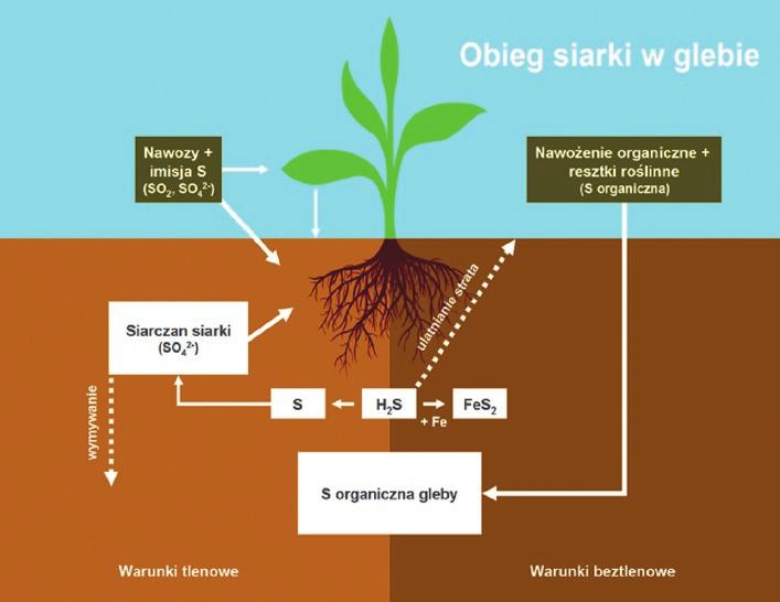 Wapnowania nie wykonuje się w tym samym roku, w którym stosuje się obornik.