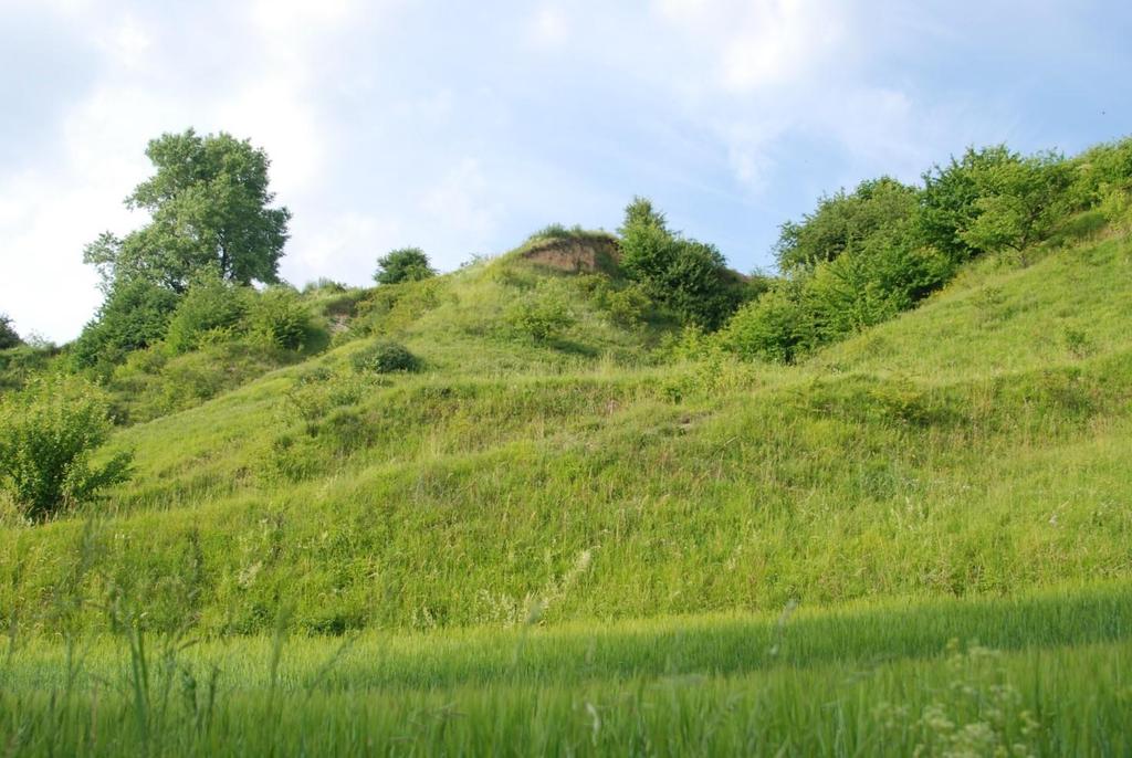 Ryc. 1. Murawa Chodów-Falniów, siedlisko P. annulata (MACQ.). Fot. C. BYSTROWSKI.