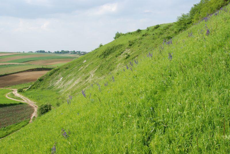 Murawa kserotermiczna Komorów, siedlisko P. divicoi (GOELDL.). Fot. C.