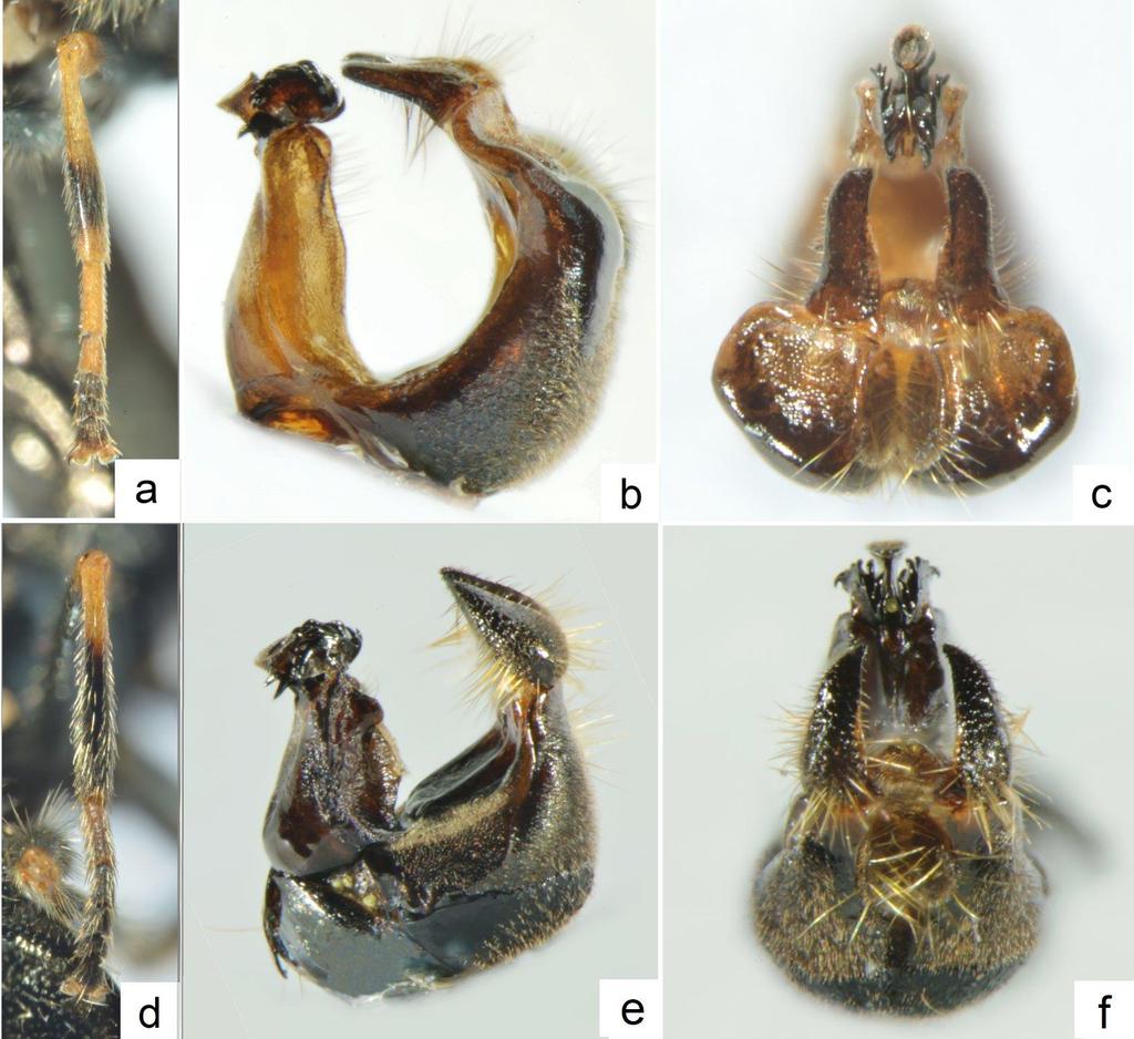 Ryc. 3. Cechy diagnostyczne gatunków Pipizella stwierdzonych na Wyżynie Miechowskiej. Odnóże IIp: a) P. annulata, d) P. divicoi. Aparat genitalny: b-c) P. divicoi, e-f) P. viduata. Fot. C. BYSTROWSKI i R.