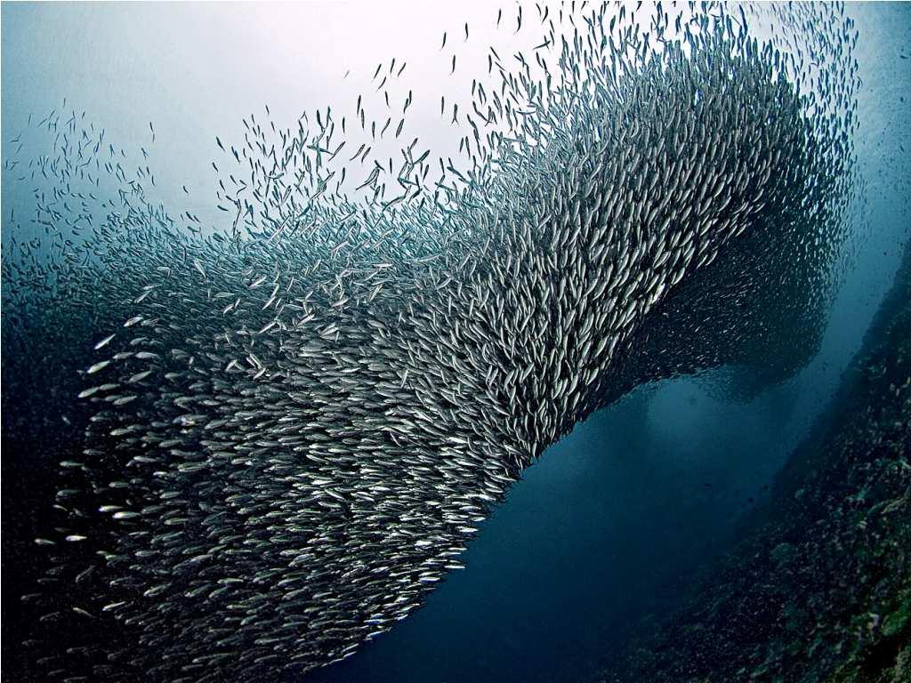 Na szczególną uwagę zasługują miejsca nurkowe wokół Pescador i Sunken Island ze względu na możliwość spotkania przedstawicieli wielkich gatunków ryb.