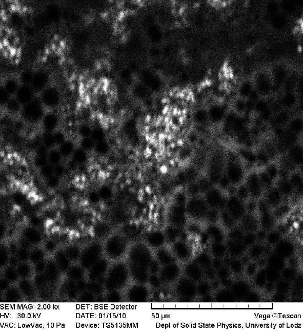 Biofilm ten składał się niemal wyłącznie z blastospor, o wymiarach komórek około 3 5 μm; rzadko występowały elementy strzępek bądź pseudostrzępek.