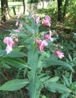 ] Rodzina: niecierpkowate Balsaminaceae Roślina roczna, wysokości od 1 do 3 m.