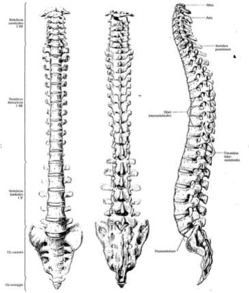 Rys.2.1. Budowa anatomiczna kręgosłupa (wg Sobotty) 2.