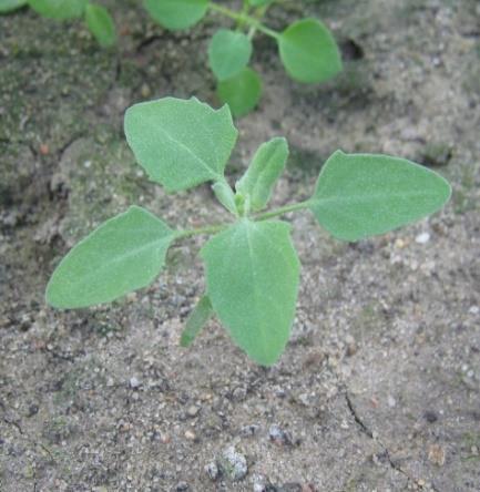 ) +++ Maruna nadmorska bezwonna (Matricaria maritima L. subsp. inodora (L.), Dostál) ++ Pokrzywa żegawka (Urtica urens L.) ++ Przytulia czepna (Galium aparine L.