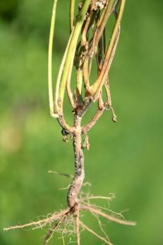 Fuzaryjne więdnięcie fasoli Rząd: Hyphocreales Rodzina: Nectriaceales Gatunek: Fusarium oxysporum f. sp. phaseoli Objawy i występowanie. Grzyb Fusarium oxysporum f. sp. phaseoli jest sprawcą fuzaryjnego więdnięcia fasoli.