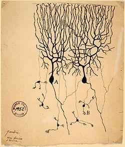 neuron