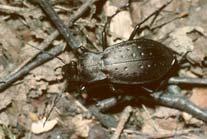 Carabus glabratus Carabus hortensis