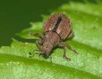 Carabus  Quedius picipes Carabus