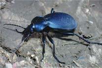 Gatunków Prawnie chronionych: Carabus