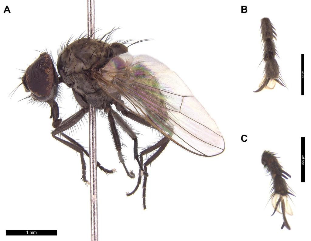 w Holarktyce, w Europie do tej pory notowany z Czech, Finlandii, Litwy, Niemiec, Węgier oraz Wielkiej Brytanii (GREGOR et AL. 2002; PONT 2013).