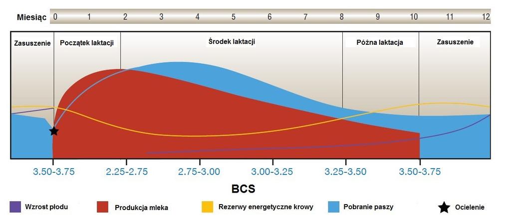 fizjologii funkcjonowania układu rozrodczego oraz rzetelnych informacji dotyczących produkcyjności poszczególnych zwierząt, ich kondycji oraz przebytych schorzeń (schemat 2). Schemat 2.