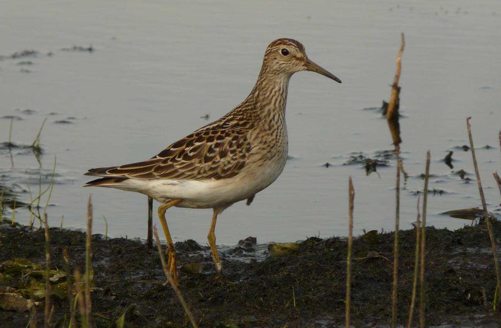 Biegus malutki Calidris minuta (11 X-20 VII, min. 50) 13.05-1, Brzostowo, gm. Jedwabne, pow. łomżyński (M. Polakowski, M. Broniszewska, M. Cieszyński); 24.05-1, St. Knyszyn-Zamek, gm. Knyszyn, pow.