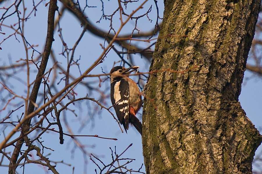 Dzięcioł białoszyi Dendrocopos syriacus (L) 03-04.03-1, Czermcha (gm.), pow. hajnowski (P. Białomyzy); 09,12.05-1, ul. Grochowa, Białystok (W. Januszkiewicz); 22.05-1 para lęgowa Tykocin (gm.), pow. białostocki (T.