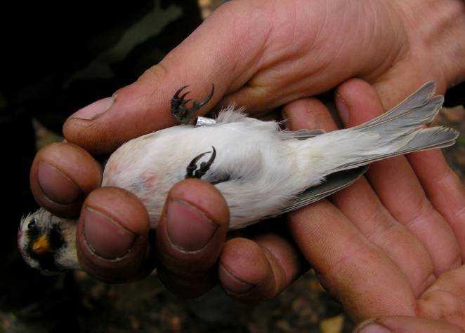 Czeczotka Carduelis flammea (10 V-15 X, min. 150) 08.01-273, Grądy Woniecko, gm. Rutki, pow. zambrowski (S. Niedźwiecki, G. Grygoruk); 10.