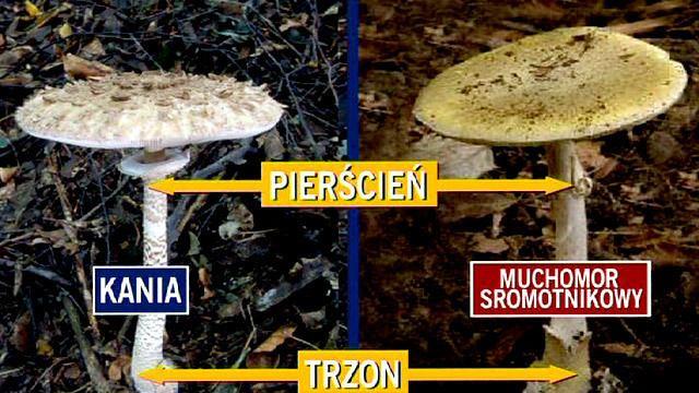 ocenić, czy jest pochwa u podstawy trzonu (mają ją muchomory, pieczarki nie mają) oraz nie można ocenić barwy blaszek. Muchomor sromotnikowy ( Amanita phalloides) grzyb śmiertelnie trujący!