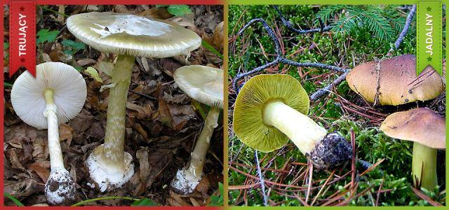 Muchomor sromotnikowy i gąska zielonka Muchomor jadowity (Amanita virosa) grzyb śmiertelnie trujący!