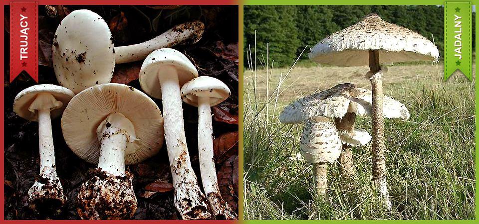 Powierzchnia trzonu włóknista z wyraźnymi zadziorkami. Starsze okazy czasem bez pierścienia. Smak i zapach słaby, nieprzyjemny. Mylony z pieczarkami.