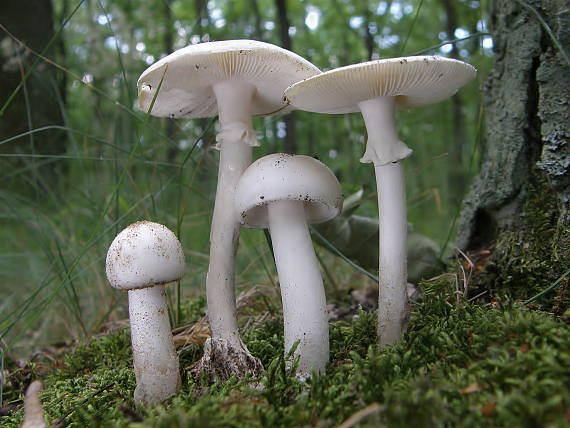Pieczarka biaława Piestrzenica kasztanowata ( Gyromitra eculata) grzyb trujący!
