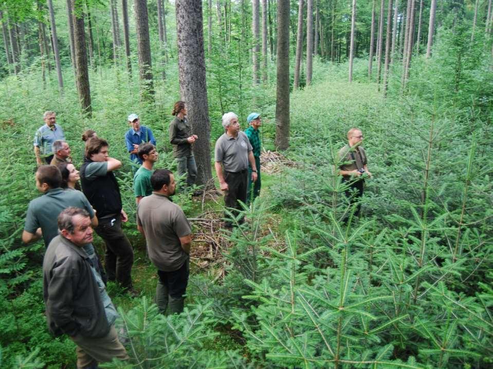 Restytucja jodły w