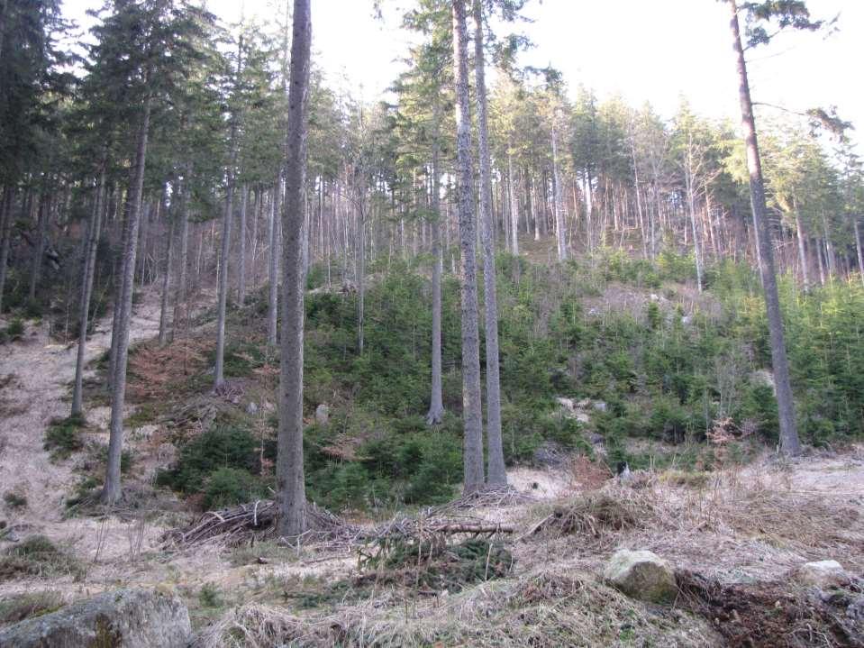 Rębnie muszą być rozpatrywane wszędzie poza jednofunkcyjnymi plantacjami (z funkcją surowcową). Wpływają one wyjątkowo silnie na formę lasu.