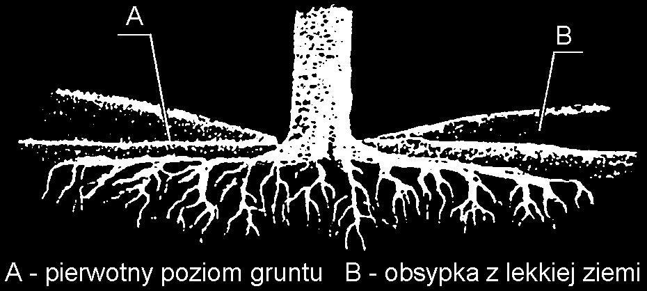 Rys. 3. Niecka o łagodnym pochyleniu, dostosowująca drzewo do otaczającego terenu podwyższonego o 0,2 0,4 m (wg. Zasady ochrony środowiska w drogownictwie.