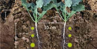rzędzie (cm) 57,2 60 60 Focus TD do wysiewu zbóż: 30 centymetrowa odległość między spulchnianymi rzędami, 15 centymetrowa odległość między rzędami siewnymi, głębokość