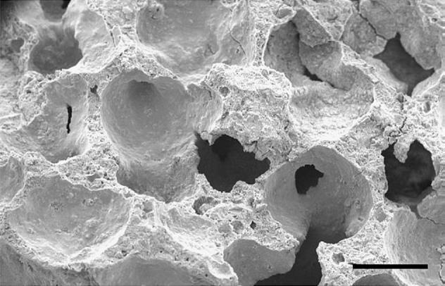 0,5mm Rys. 1. Obraz mikroskopowy struktury typowego betonu komórkowego [3] Fig. 1. The typical AAC microscope image [3] 2.