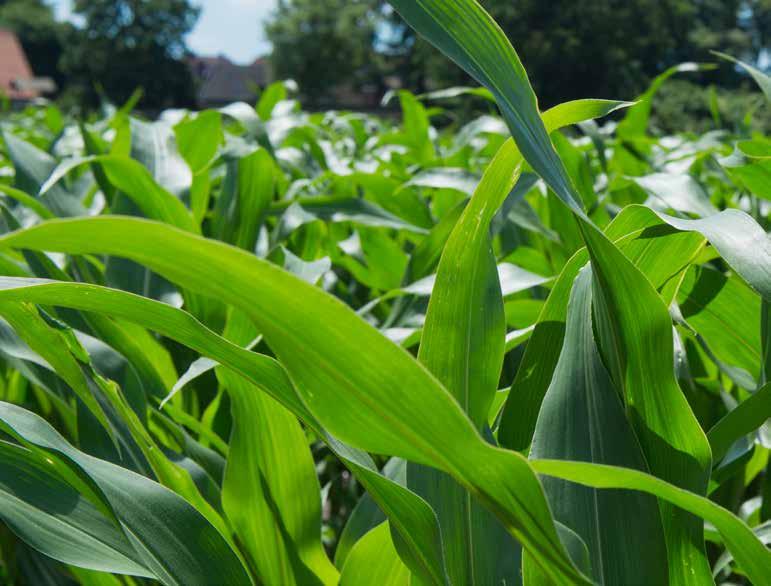 REDAKCJA Redaktor: FarmSaat AG, Everswinkel Odpowiedzialny za treść: Matthias Kühlmann, kuehlmann@farmsaat.