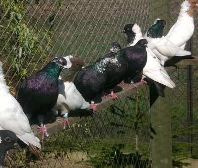 Zdarza się, że niektóre gołębie jednoroczne w ogóle nie mają białych piór na głowie. Te wyrastają bowiem dopiero w drugim i trzecim roku. Młode ptaki nie otrzymują więc na wystawach wysokich ocen.