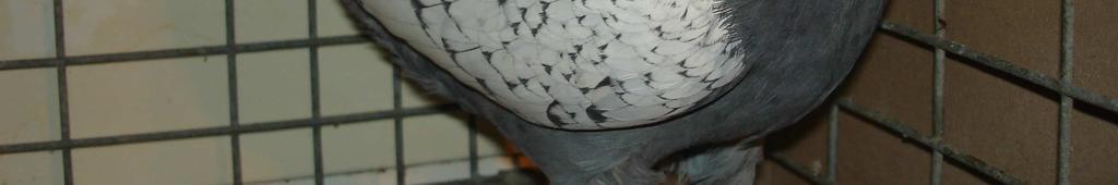 Szpaki, jak wszystkie gołębie należące do grupy V, mają dość długie skrzydła, dające im zwinność i sprawność w locie. Bezwzględnie powinny Szpak niebieski srebrny spoczywać na długim i zwartym ogonie.