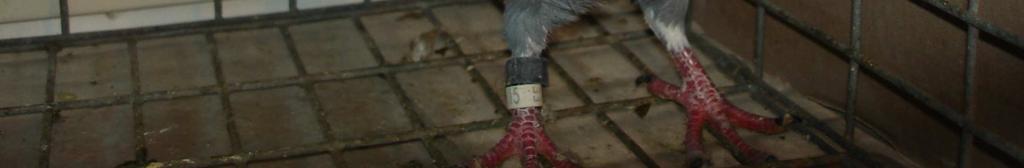 Tylko u gołębi młodych dopuszcza się nieco ciemne nogi. Obowiązkowo pazurki u szpaków ciemnogłowych niebieskich muszą być czarne.