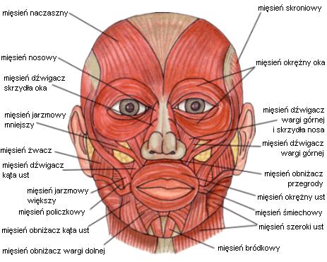 2c. Mimika twarzy (mięśnie twarzy) Źródło:
